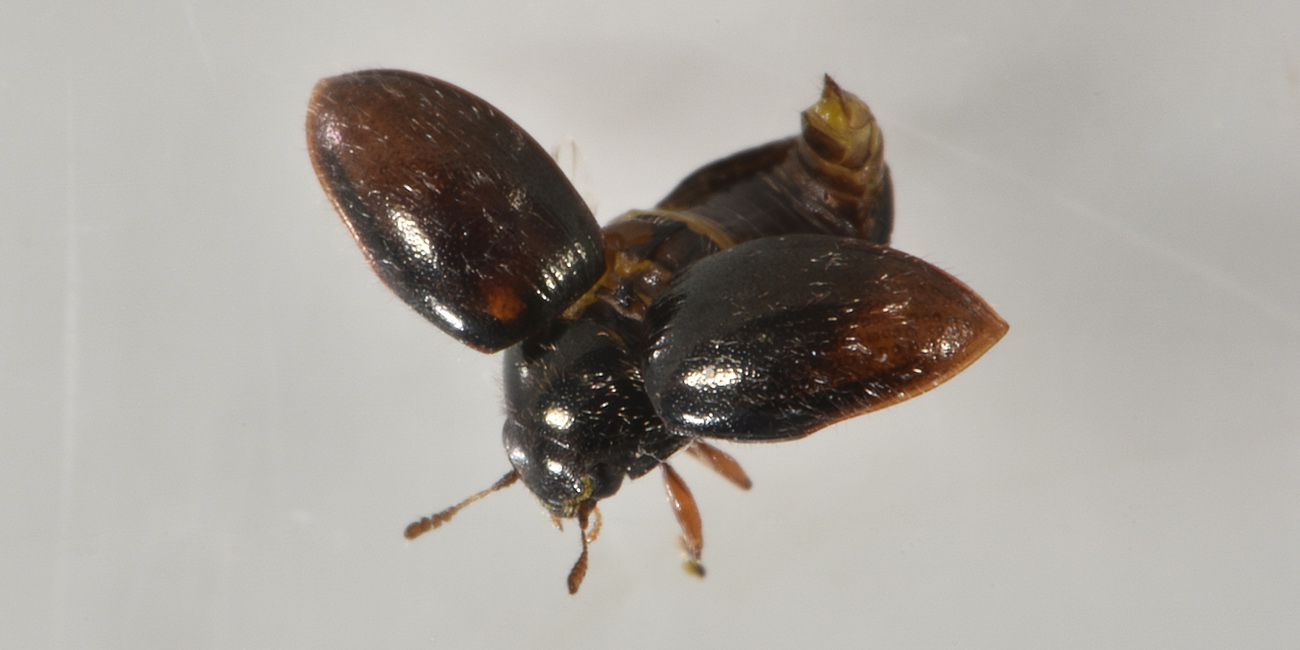 Byrrhidae: Simplocaria sp.?  S, Simplocaria semistriata